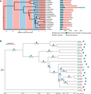 Chromosome-Level Genome Assembly of the Asian Red-Tail Catfish (Hemibagrus wyckioides)